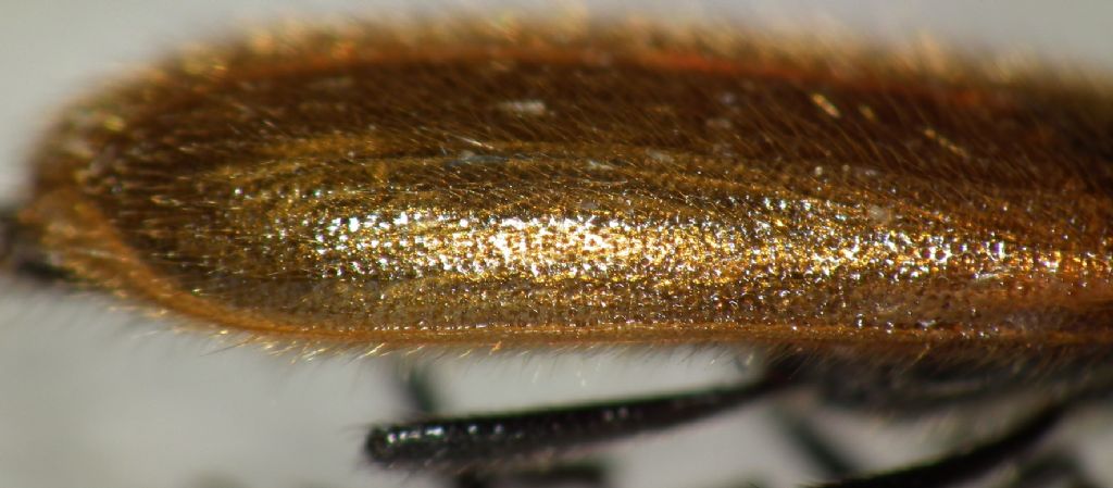 Tenebrionidae: Lagria hirta?
